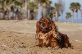 CAVALIER KING CHARLES 478